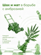 Шах и мат в борьбе с амброзией