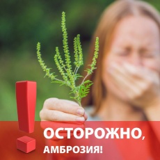 Внимание, жители Красноармейского района! Опасный враг на наших участках – Амброзия полыннолистная!